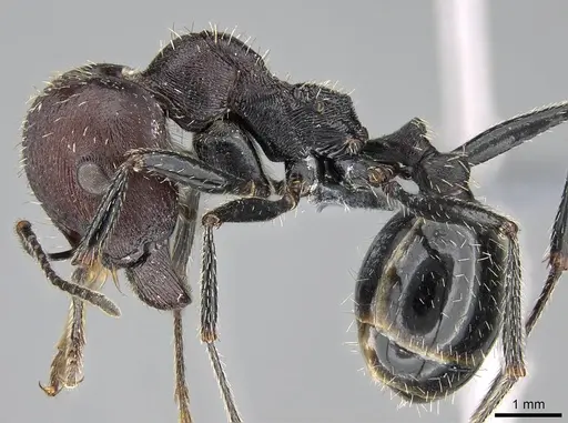 Messor capensis - CASENT0785801