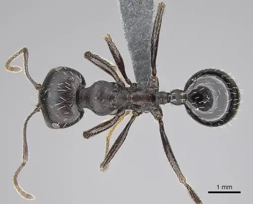 Messor capensis - CASENT0787948