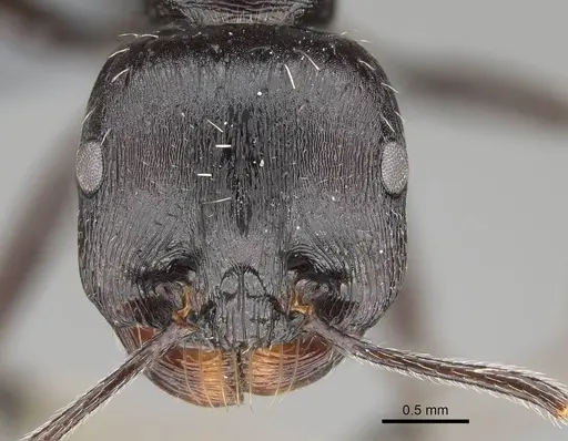 Messor capensis - CASENT0787948