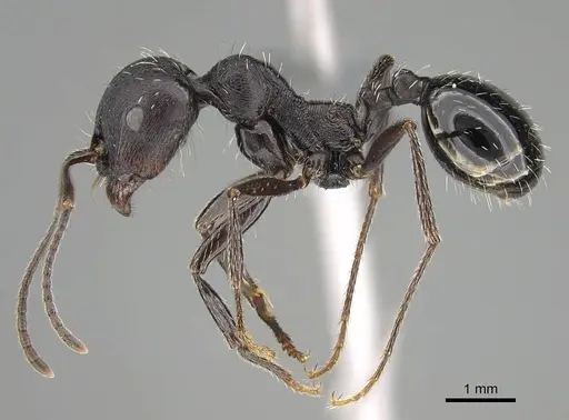 Messor capensis - CASENT0787948