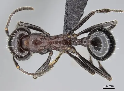 Messor capensis - CASENT0822226