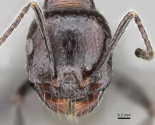 Messor capensis - CASENT0822226