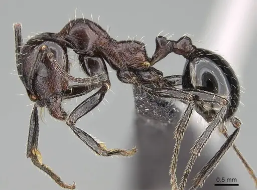 Messor capensis - CASENT0822226