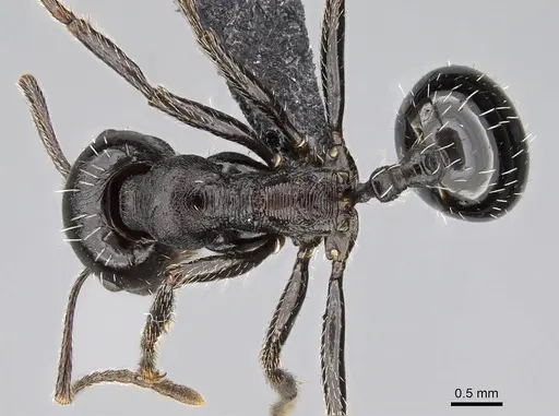 Messor capensis - CASENT0822232