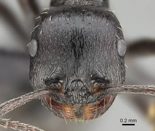 Messor capensis - CASENT0822232