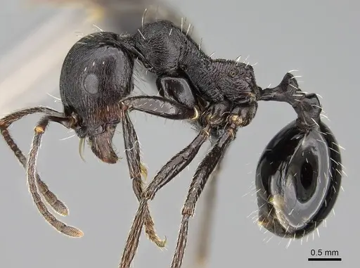 Messor capensis - CASENT0822232