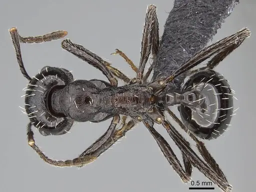 Messor capensis - CASENT0822233