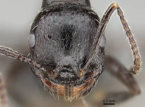 Messor capensis - CASENT0822233