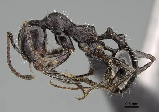 Messor capensis - CASENT0822233