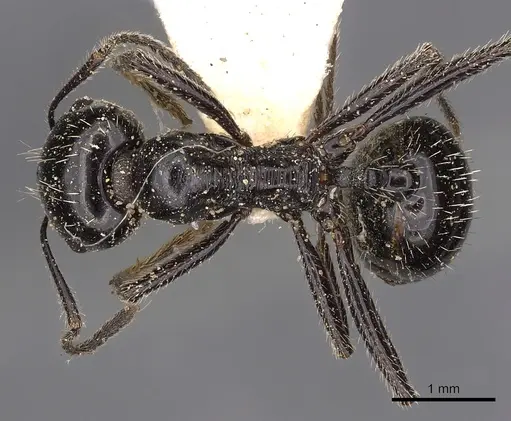 Messor capensis - CASENT0900466