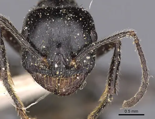 Messor capensis - CASENT0900466