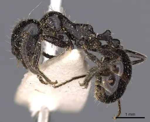 Messor capensis - CASENT0900466