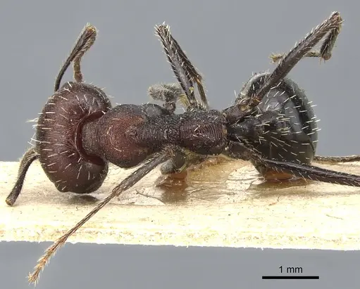 Messor capensis - CASENT0904139