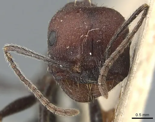 Messor capensis - CASENT0904139