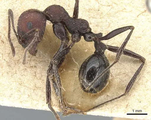 Messor capensis - CASENT0904139