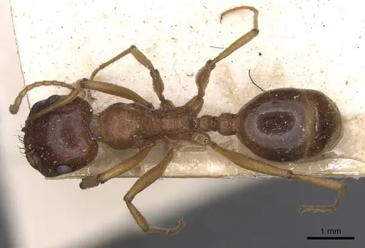 Messor capensis - CASENT0907742