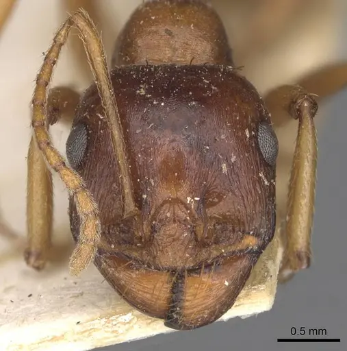 Messor capensis - CASENT0907742