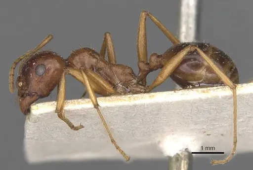 Messor capensis - CASENT0907742