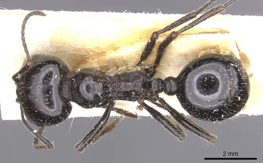 Messor capensis - CASENT0913166