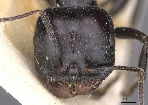 Messor capensis - CASENT0913166