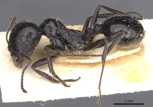 Messor capensis - CASENT0913166