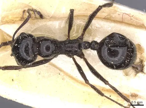 Messor capensis - CASENT0913167