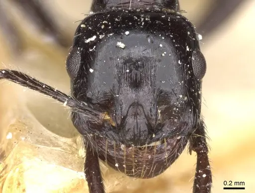 Messor capensis - CASENT0913167