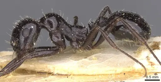 Messor capensis - CASENT0913167