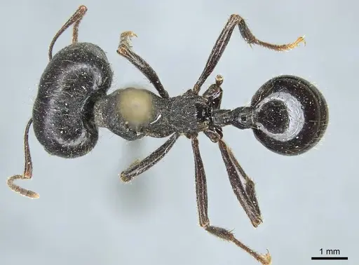 Messor capensis - CASENT0916075