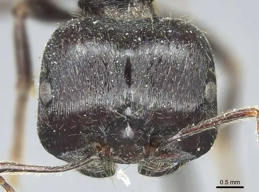 Messor capensis - CASENT0916075