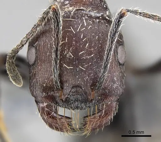 Messor capensis - CASENT0922312