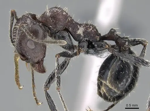 Messor capensis - CASENT0922312