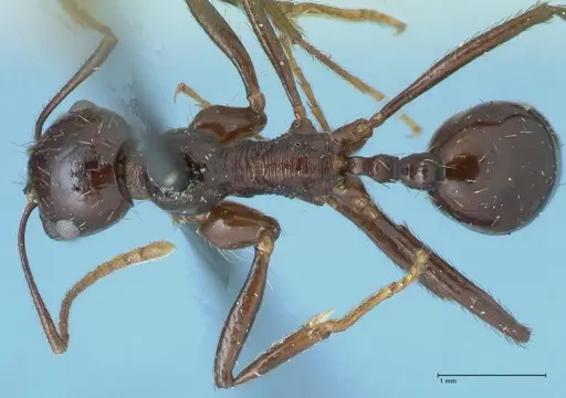 Messor capensis - FOCOL1259