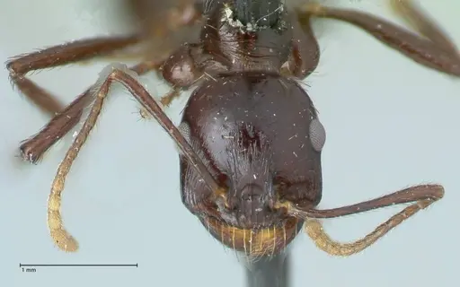 Messor capensis - FOCOL1259