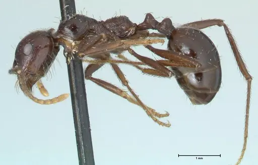 Messor capensis - FOCOL1259