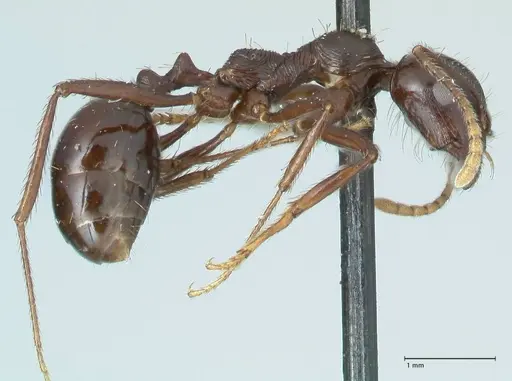 Messor capensis - FOCOL1259