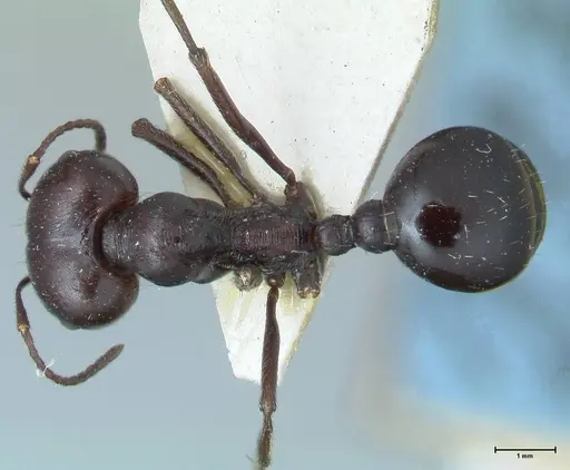 Messor capensis - FOCOL1260