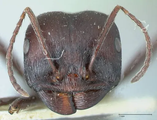 Messor capensis - FOCOL1260