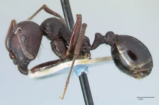 Messor capensis - FOCOL1260