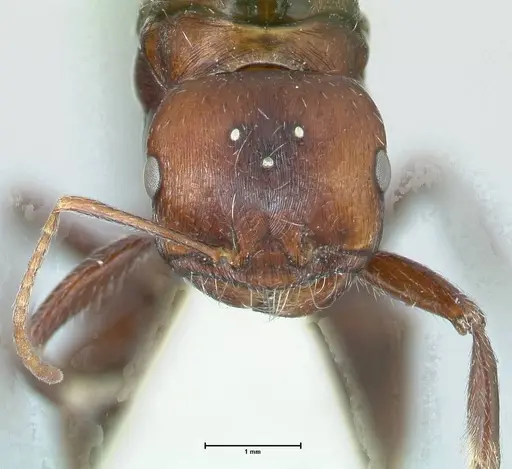 Messor capensis - FOCOL1269