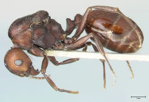 Messor capensis - FOCOL1269