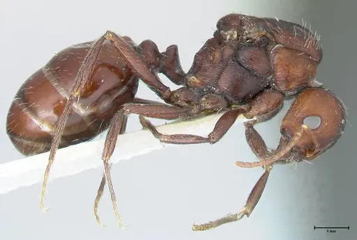 Messor capensis - FOCOL1269