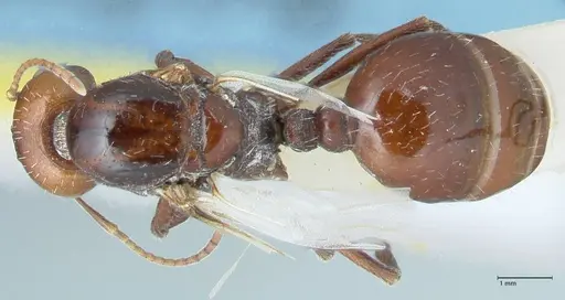 Messor capensis - FOCOL1270