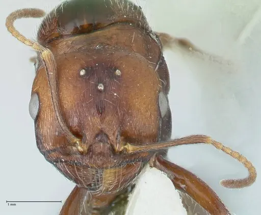 Messor capensis - FOCOL1270