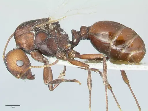 Messor capensis - FOCOL1270