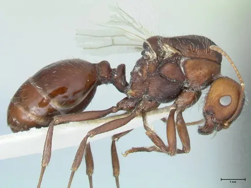 Messor capensis - FOCOL1270