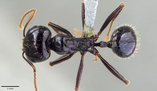 Messor capitatus specimen