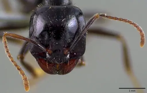 Messor capitatus specimen