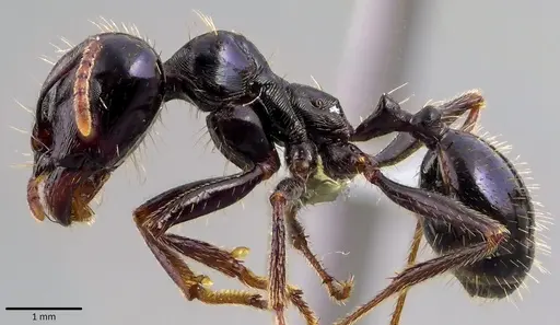 Messor capitatus specimen