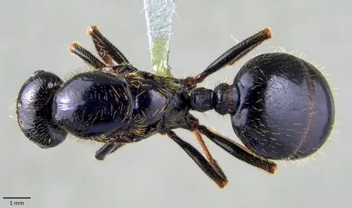 Messor capitatus - ANTWEB1041868